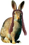 harehair.jpg